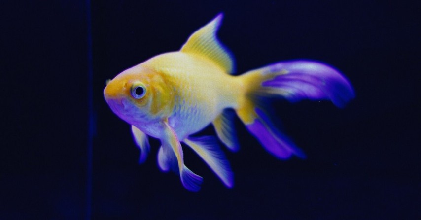 SONYのコンデジ DSC-RX100（初代）を修理に出したお話